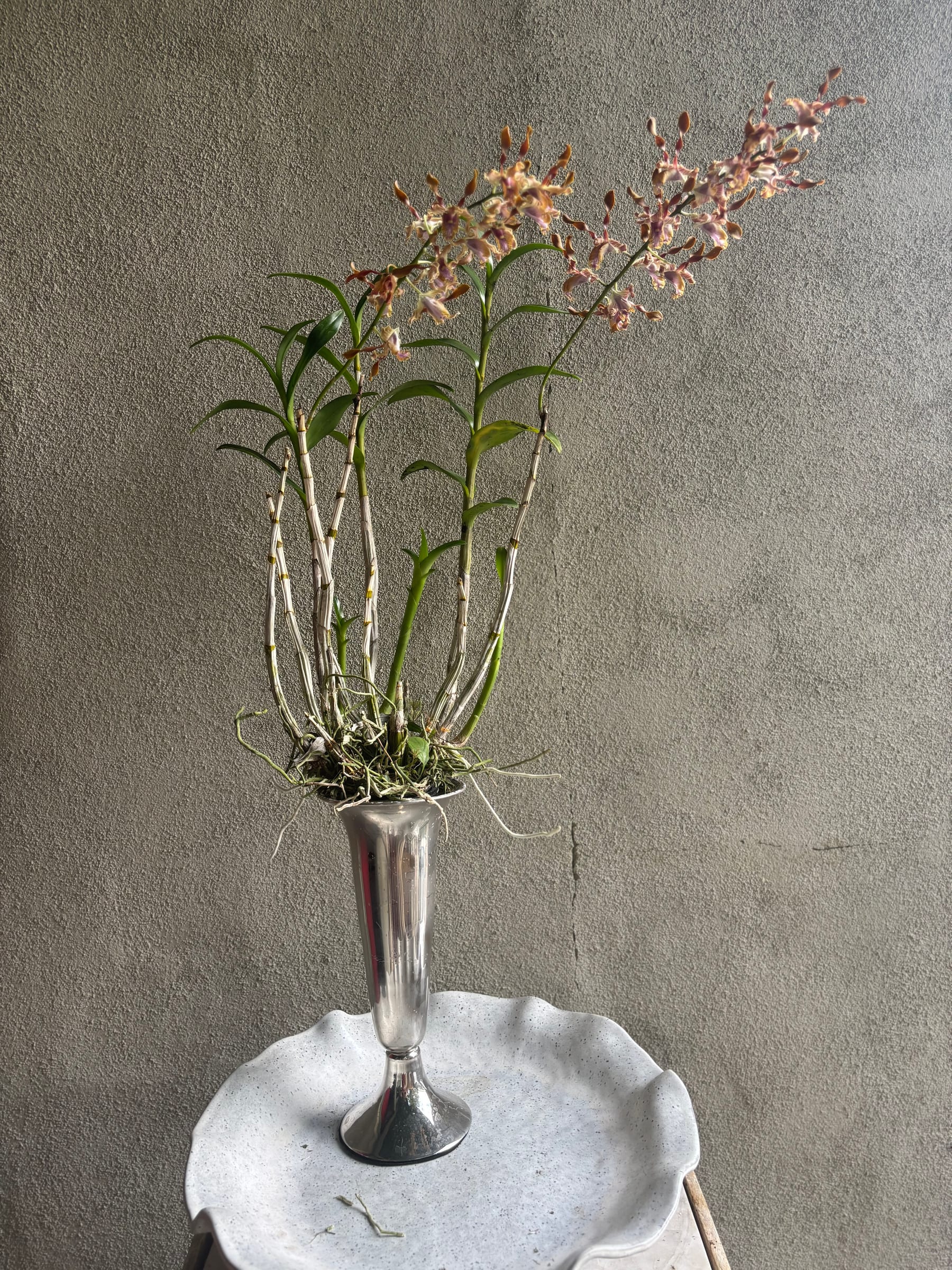 Plant n.04 (preview)