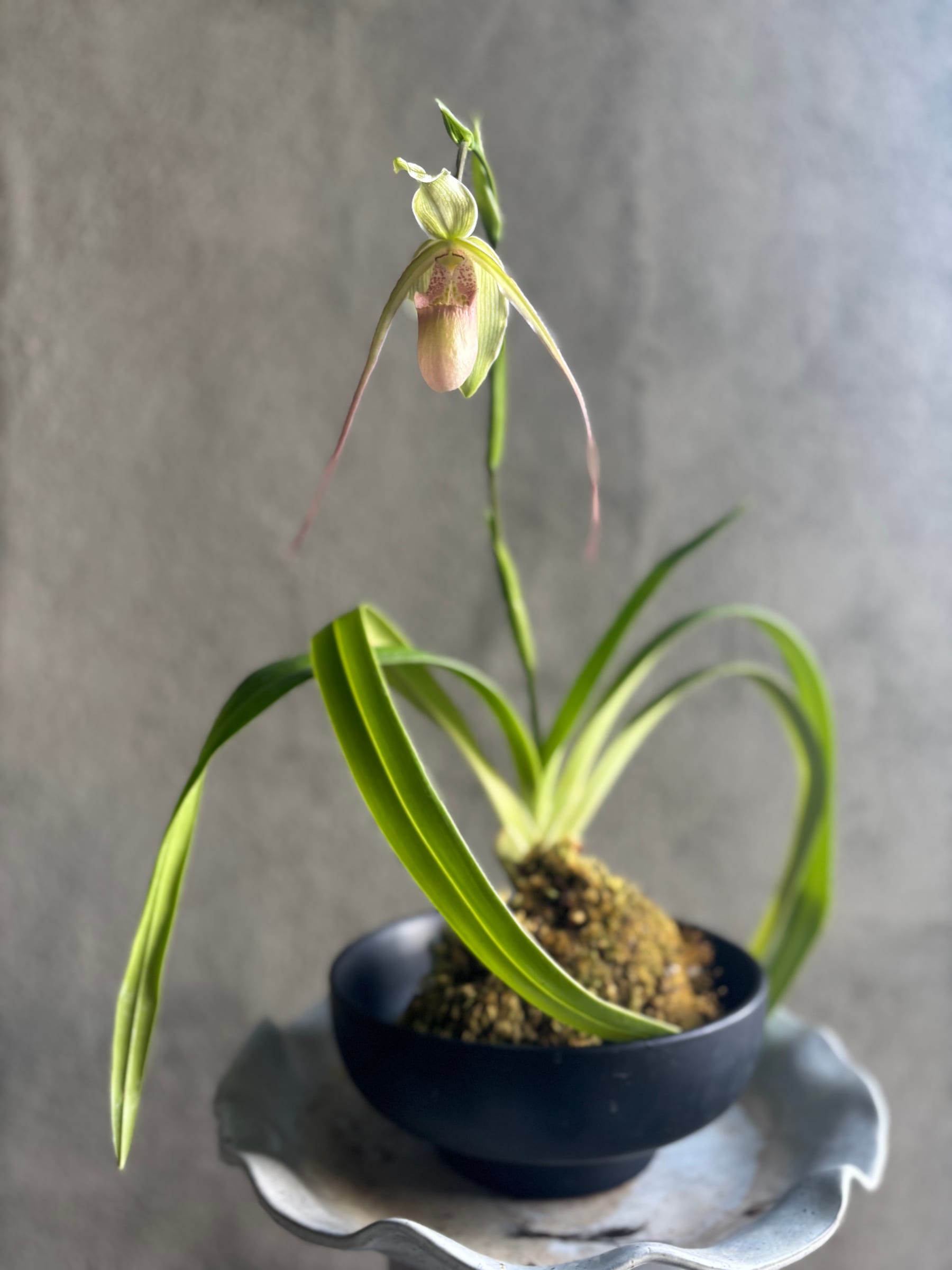 Plant n.05 (preview)