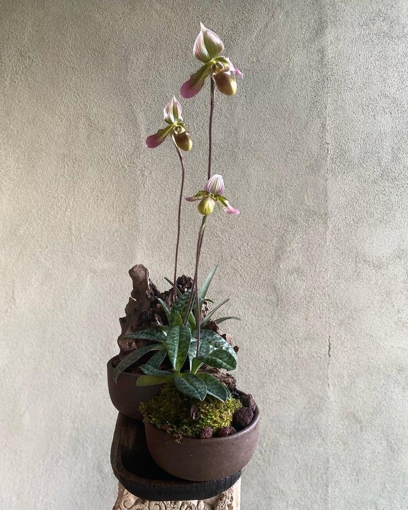 Plant n.01 (preview)