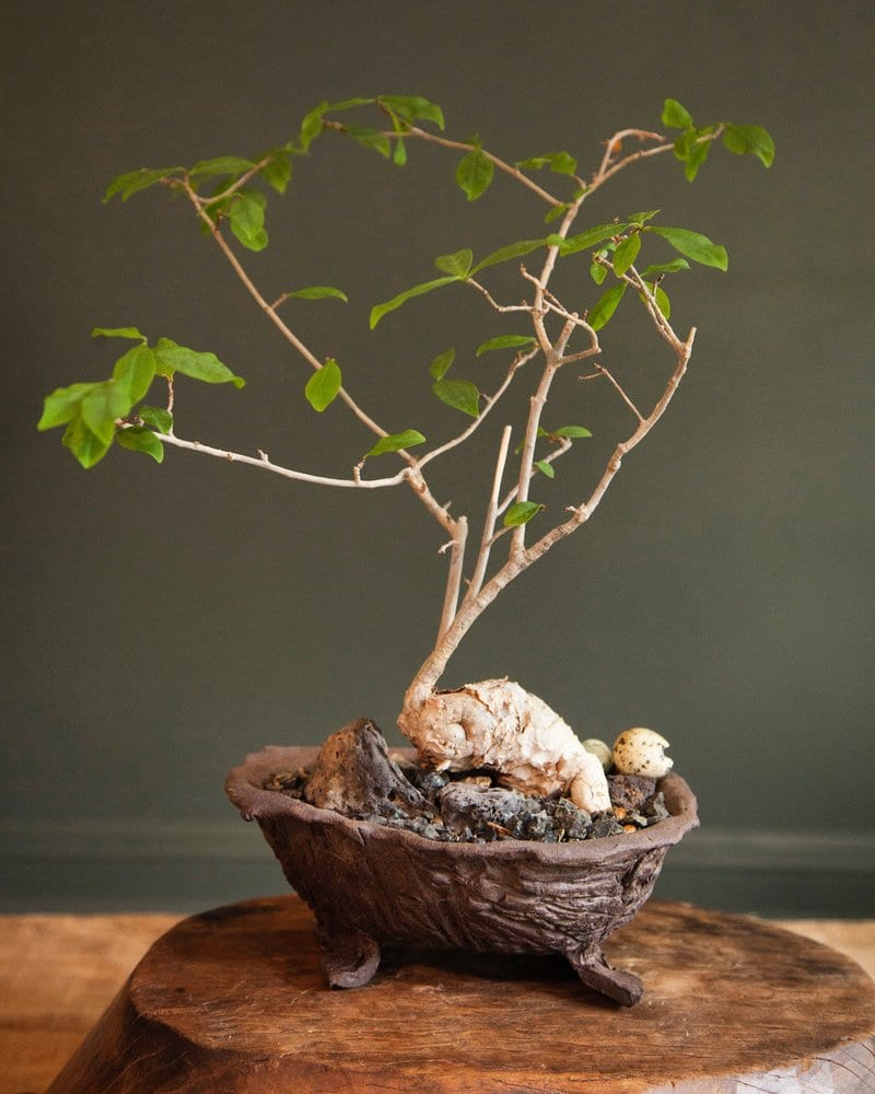 Plant n.02 (preview)