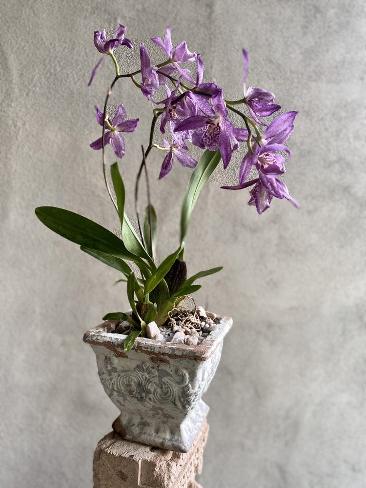 Plant n.03 (preview)